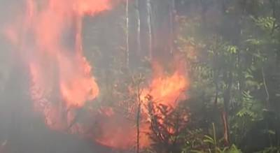 Текущим летом в Коми зафиксировано в два раза больше лесных пожаров, чем за весь прошлый год