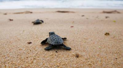 Черепахи оказались под угрозой вымирания из-за пластика