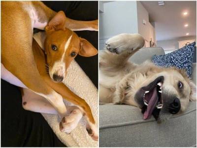 20 фото собак-чудиков, которые доказывают, что с ними не соскучишься