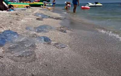 Радость длилась недолго: популярный курорт Украины вновь оккупировали медузы, блохи и комары - видео