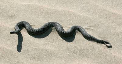 Ядовитая змея укусила ребенка на пляже в Подмосковье