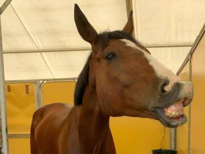 Олимпиада 2020. Ветеринарам пришлось усыпить лошадь швейцарского жокея из-за травмы