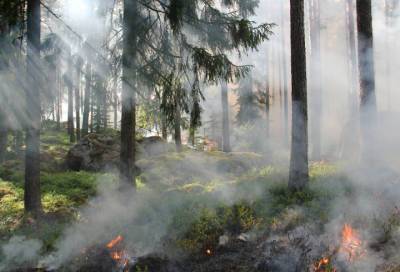 Средняя площадь лесного пожара в Ленобласти снизилась до 0,81 гектара
