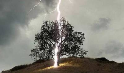 Дерево могло рухнуть от удара молнии: новые подробности о гибели парня и девушки во Львове