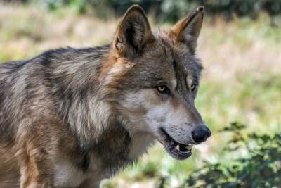 В Волгоградской области из-за взбесившегося волка ввели карантин