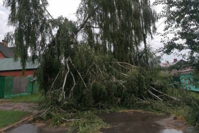В Курске последствиями шквалистого ветра стали упавшие деревья