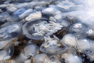 Курорты Азовского моря опять оккупировали медузы, к ним добавились комары и блохи (видео)