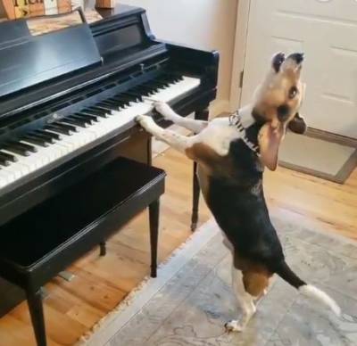 Курьез: сеть взорвала «ария» талантливого пса, исполненная под собственную игру на пианино