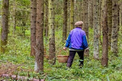 В Устьянском районе пенсионерка пошла за ягодами в лес и заблудилась