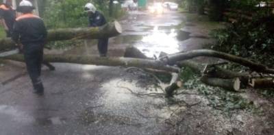 В Брянской области из-за урагана без электричества остался 21 населённый пункт