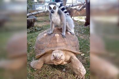 Лемур и черепаха из Ленинградского зоопарка стали новым мемом