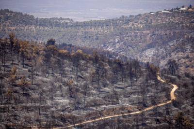 ШАБАК подключился к расследованию пожаров в Иерусалимских горах
