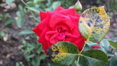 Как бороться с черной пятнистостью у роз