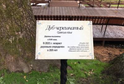 Стало известно, где в Ленобласти растёт 269-летний дуб