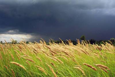 В Курской области 20 августа прогнозируют дожди, грозы, ветер и до +30 градусов