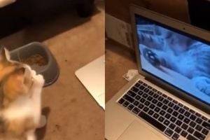 Котенок восхитил соцсети, научившись умываться по видеоурокам