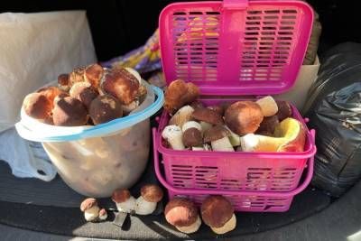 Богатый урожай грибов собрали новосибирцы в Караканском бору