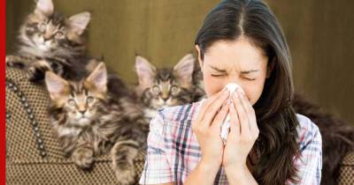 Самые гипоаллергенные: 5 пород кошек для тех, у кого на них аллергия