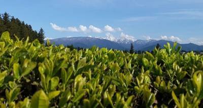Чайные плантации будут переданы фермерам Грузии за символическую цену