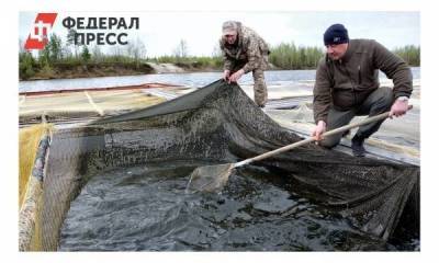 На Ямале выпустили в реку более миллиона мальков муксуна