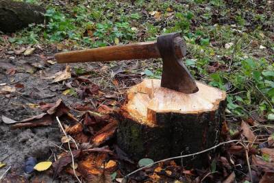 В пригороде Ярославля вырубили лес под жилой квартал