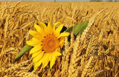 Рентабельность подсолнечника почти вдвое выше показателя пшеницы