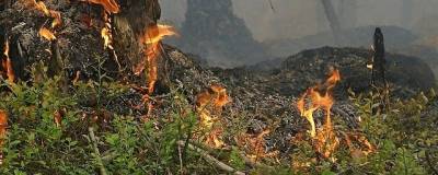 В Удмуртии вновь ограничили посещение лесов