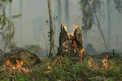 В России за сутки ликвидировали 65 лесных пожаров
