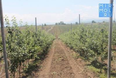 Крупный сельхозкластер за 254 млн рублей заложат в Дербентском районе