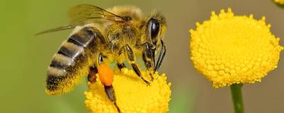 Изменение климата может спровоцировать полное исчезновение пчел и шмелей