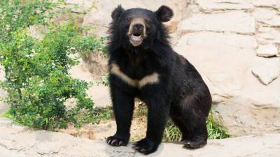 Гималайский медвежонок поиграл с фотоловушкой в Приморье (ВИДЕО)