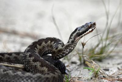 Семь жителей Нижегородской области пострадали от укусов змей этим летом