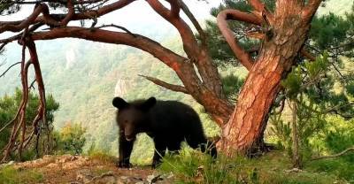 Медведь добрался до фотоловушки на "Земле леопарда" и "перевернул мир"