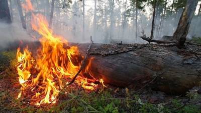 Лес на площади 380 га горит в Башкирии
