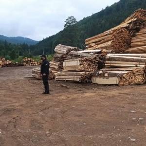 Из заповедной зоны на Буковине продали леса на миллионы гривен. Фото