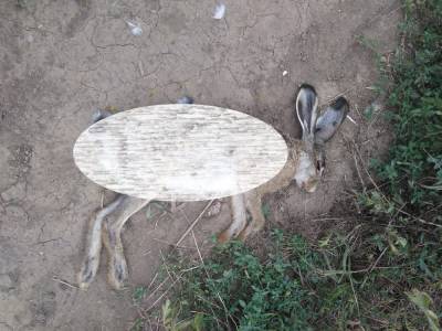 Зайца жестоко убили в Ботаническом саду Ростова