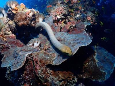 Из-за плохого зрения самцы морских змей принимают дайверов за самок
