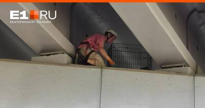 Екатеринбуржец спас кошку, которая забралась на бетонную балку под мостом в Верхней Пышме