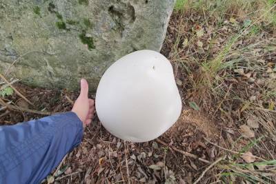 Тихая охота в Ленобласти закончилась встречей с грибами-гигантами