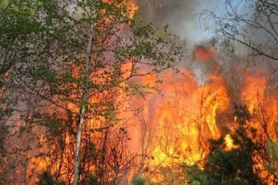 На Камчатке из-за туристов возник крупный пожар
