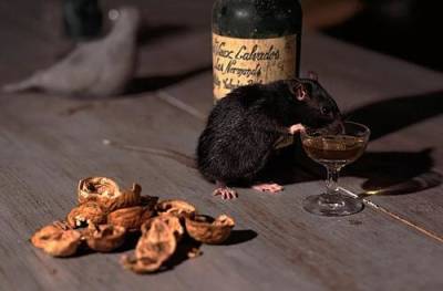 Биологи нашли в голове человека и крысы клетки алкогольной зависимости