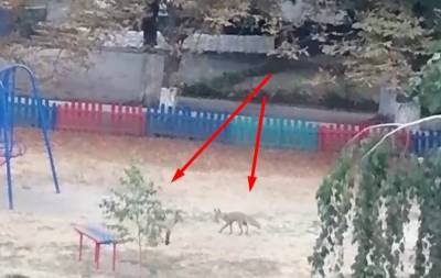 В Харькове на детской площадке бегают хищники, видео: "В этом районе они частые гости"