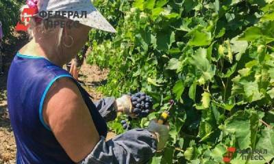 Союз виноделов считает прогнозы о ценах на виноград преждевременными