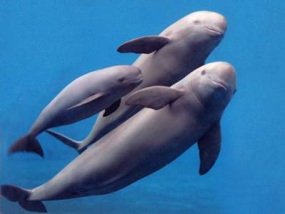Кабмин на полгода запретил вывоз китов, дельфинов и морских свиней из России