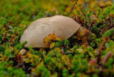 В новгородских лесах за сутки потерялись 10 грибников