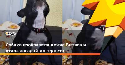 Собака изобразила пение Витаса и стала звездой интернета