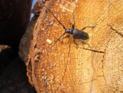 Малый черный еловый усач выявлен в ярославских лесах