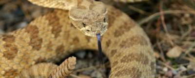 Гремучие змеи создают звуковые иллюзии во время охоты