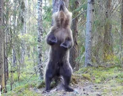 Пришлый медведь-гастролер станцевал ламбаду в Нижне-Свирском заповеднике — видео
