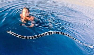 Сексуально озабоченные морские змеи атакуют дайверов на Большом Барьерном рифе